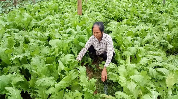 Làm giàu ở nông thôn: Bí quyết trồng 1 ha rau, lãi nửa tỷ đồng/năm - 3