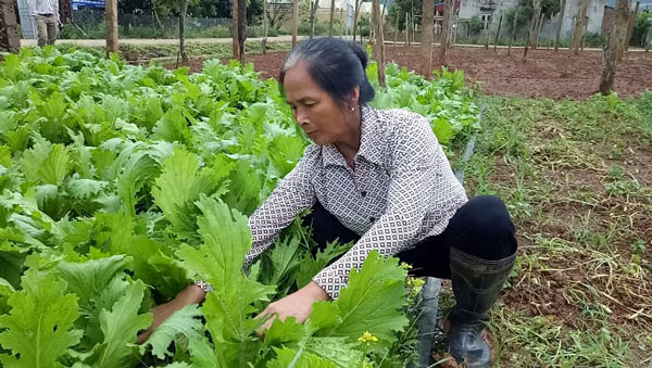 Làm giàu ở nông thôn: Bí quyết trồng 1 ha rau, lãi nửa tỷ đồng/năm - 6