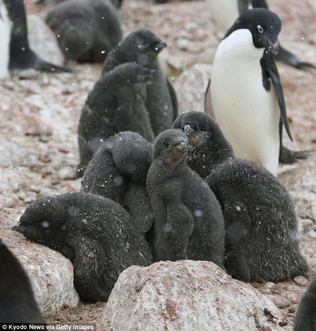 Hàng chục ngàn chim cánh cụt con lăn ra chết ở Nam Cực - 1