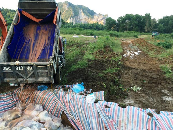 Chùm ảnh: Tiêu hủy gần 6.000 con lợn chết trong lũ tại Thanh Hoá - 1