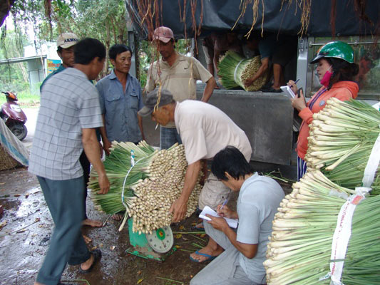 Giá sả rớt kỷ lục còn 2.000 đồng/kg, nông dân đốt bỏ cả vườn - 2