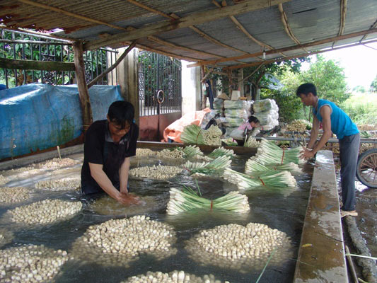 Giá sả rớt kỷ lục còn 2.000 đồng/kg, nông dân đốt bỏ cả vườn - 3