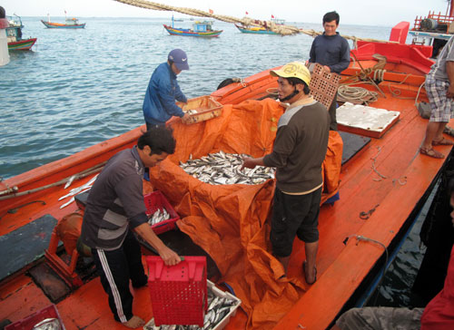 Mỹ từ chối nhập hải sản không rõ nguồn gốc: Thêm khó cho ngư dân Việt - 1
