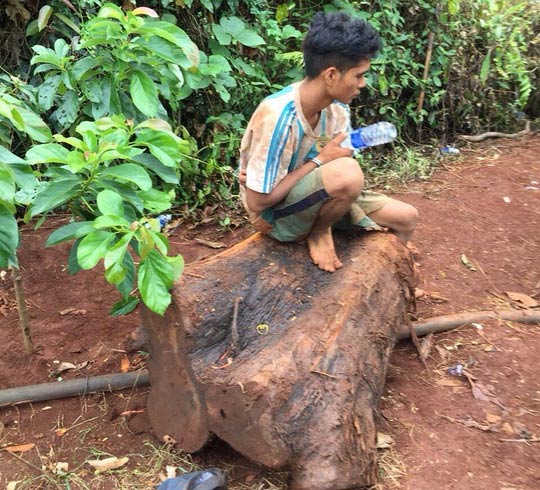 Đột nhập khu bảo tồn, cưa hạ cây thủy tùng 500 tuổi - 2