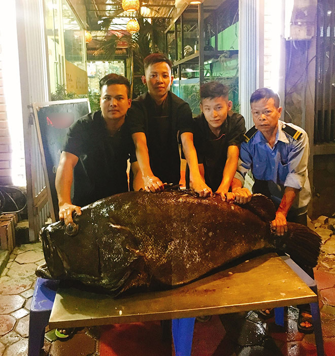 “Thủy quái” nặng hơn 1 tạ được đưa từ vịnh Thái Lan về Hà Nội - 1