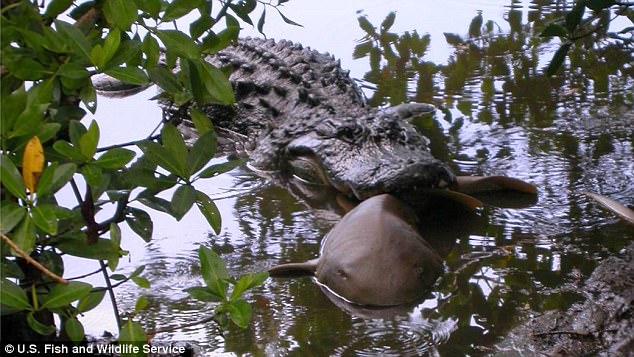 Ép 500 cá sấu nôn, giật mình khi thấy loài vật bị ăn thịt - 1