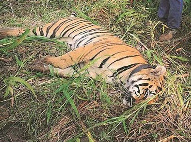 Ấn Độ: Hổ cái giết 4 người ăn thịt đã tự &#34;nộp mạng&#34; - 1