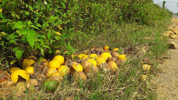 Bất lực nhìn cả nghìn quả cam Vinh rụng lả tả, thối nhũn vì mưa lũ - 4