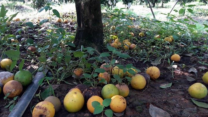 Bất lực nhìn cả nghìn quả cam Vinh rụng lả tả, thối nhũn vì mưa lũ - 6