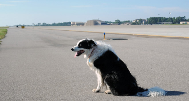 Liên tiếp chó xâm nhập đường cất hạ cánh các cảng hàng không - 1