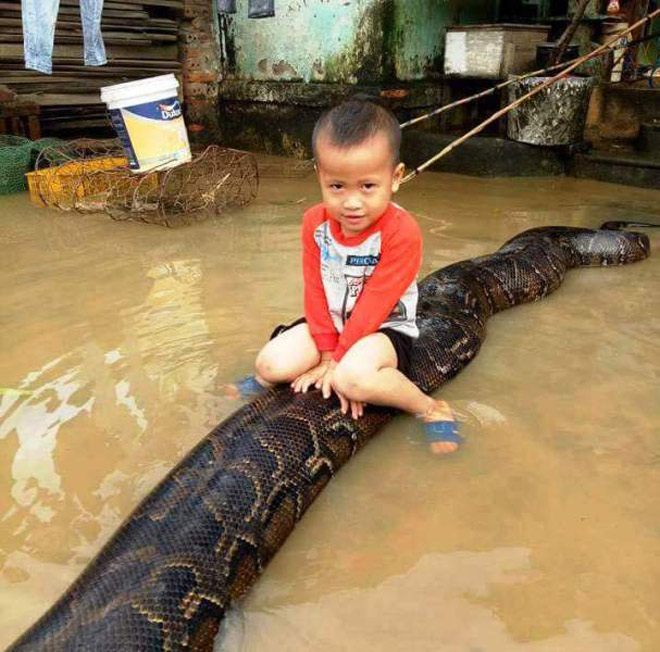 Trăn &#34;khổng lồ&#34; bé trai cưỡi trong lũ ở Thanh Hóa bán 4,8 triệu - 3