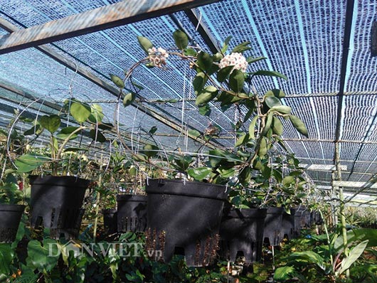 U60 đút tiền tỷ/năm nhờ quan điểm độc, dị: Quyết &#34;sống thử&#34; với lan - 8