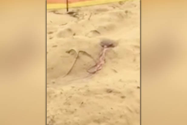 Kinh hãi cảnh máu phun lên từ đụn cát trên bãi biển ở Úc - 1