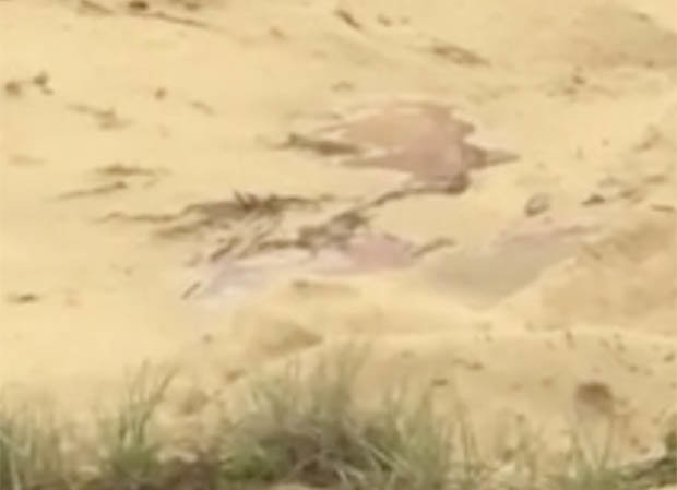 Kinh hãi cảnh máu phun lên từ đụn cát trên bãi biển ở Úc - 2