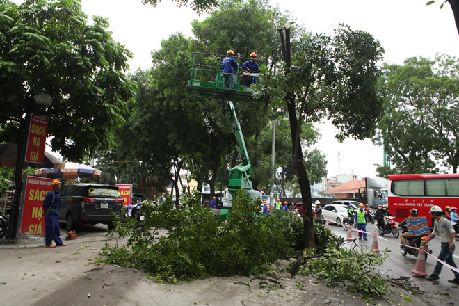 HN: “Chia tay” gần 1.300 cây xanh đường Phạm Văn Đồng - 2