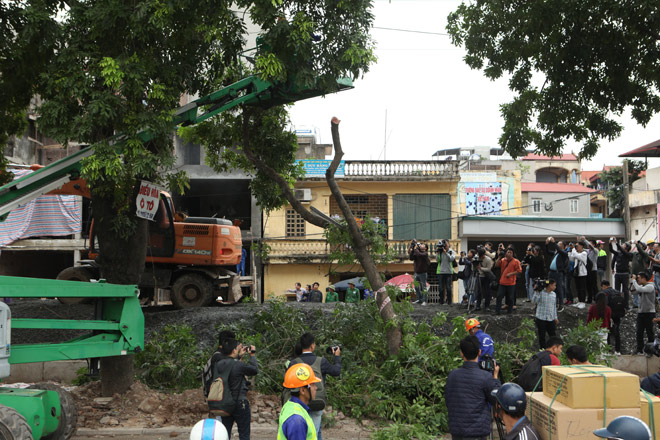 HN: “Chia tay” gần 1.300 cây xanh đường Phạm Văn Đồng - 4