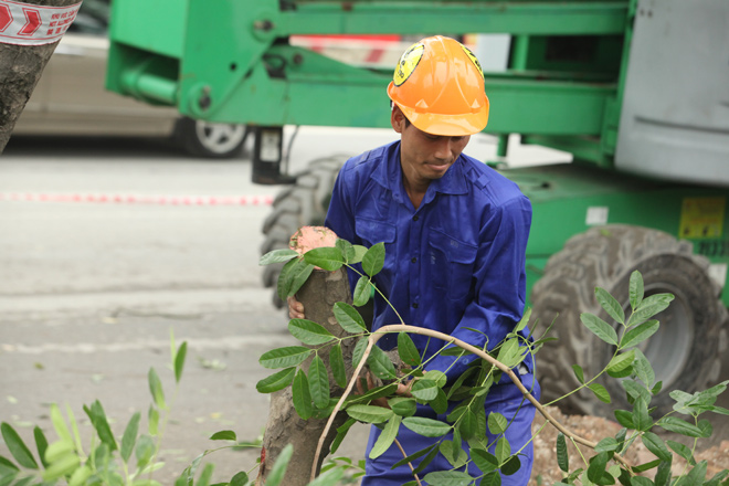 HN: “Chia tay” gần 1.300 cây xanh đường Phạm Văn Đồng - 12