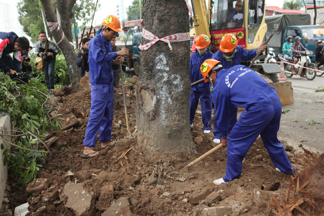 HN: “Chia tay” gần 1.300 cây xanh đường Phạm Văn Đồng - 14