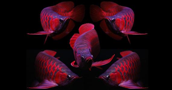 Chỉ tỷ phú mới dám "vung" tiền mua con cá có giá bằng một chiếc xe Porches này! - 2