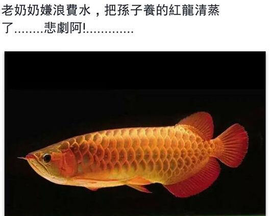 Chỉ tỷ phú mới dám "vung" tiền mua con cá có giá bằng một chiếc xe Porches này! - 4