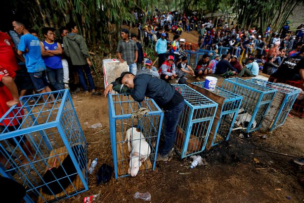 Video: Cảnh chó đại chiến lợn rừng đến chết ở Indonesia - 1