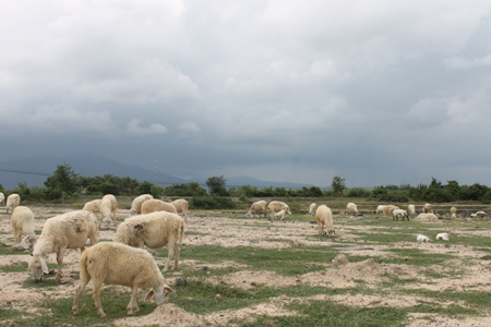 Giá thịt cừu nhảy vọt, nông dân Ninh Thuận lãi hơn 1 triệu/con - 1