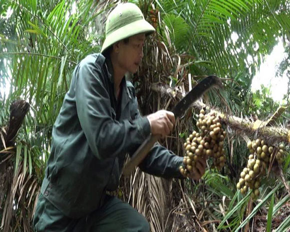 Trồng mây rừng, thu dây, bán cả tấn quả, 120 ngàn/kg - 2