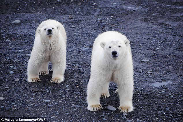 “Băng đảng” 20 gấu Bắc Cực vây hãm ngôi làng Nga - 1