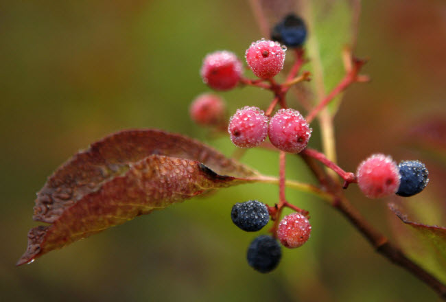 Những giọt sương sớm mùa thu bao phủ trên quả mọng và lá ở Bartlett, bang New Hampshire, Mỹ.