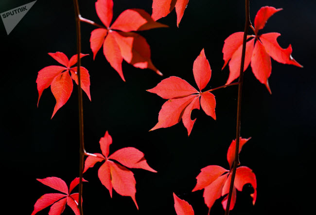 Lá nho dại chuyển màu đỏ rực trong một khu vườn ở thành phố Petersdorf, Đức.
