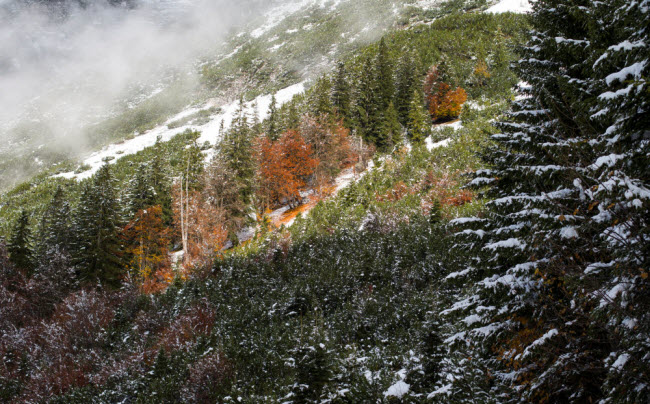 Lá cây chuyển sắc vàng và đỏ vào mùa thu tại ngôi làng Gnadenwald, Áo.