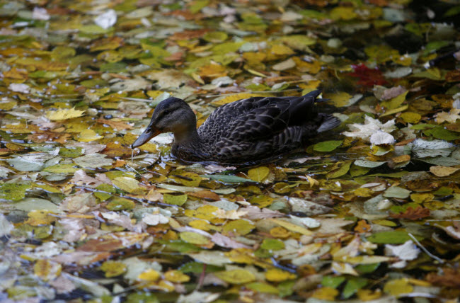 Vịt bơi trên hồ phủ đầy lá mùa thu trong khu vườn Neskuchny ở Moscow, Nga.
