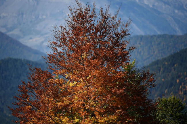 Khung cảnh mùa thu trên núi Alps gần thị trấn Seyne-Les-Alpes, Pháp.