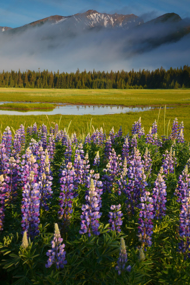 Khung cảnh mùa xuân rực rỡ hoa nở trong vườn quốc gia Hồ Clark.
