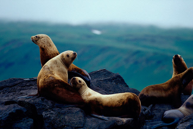Tới Alaska, du khách cũng cơ hội khám phá những con hải cẩu hoang dã.