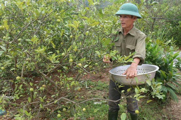 Nghệ An: Giá chanh rớt thê thảm, 100.000 đồng mua được cả tạ chanh - 1