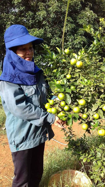 Nghệ An: Giá chanh rớt thê thảm, 100.000 đồng mua được cả tạ chanh - 3