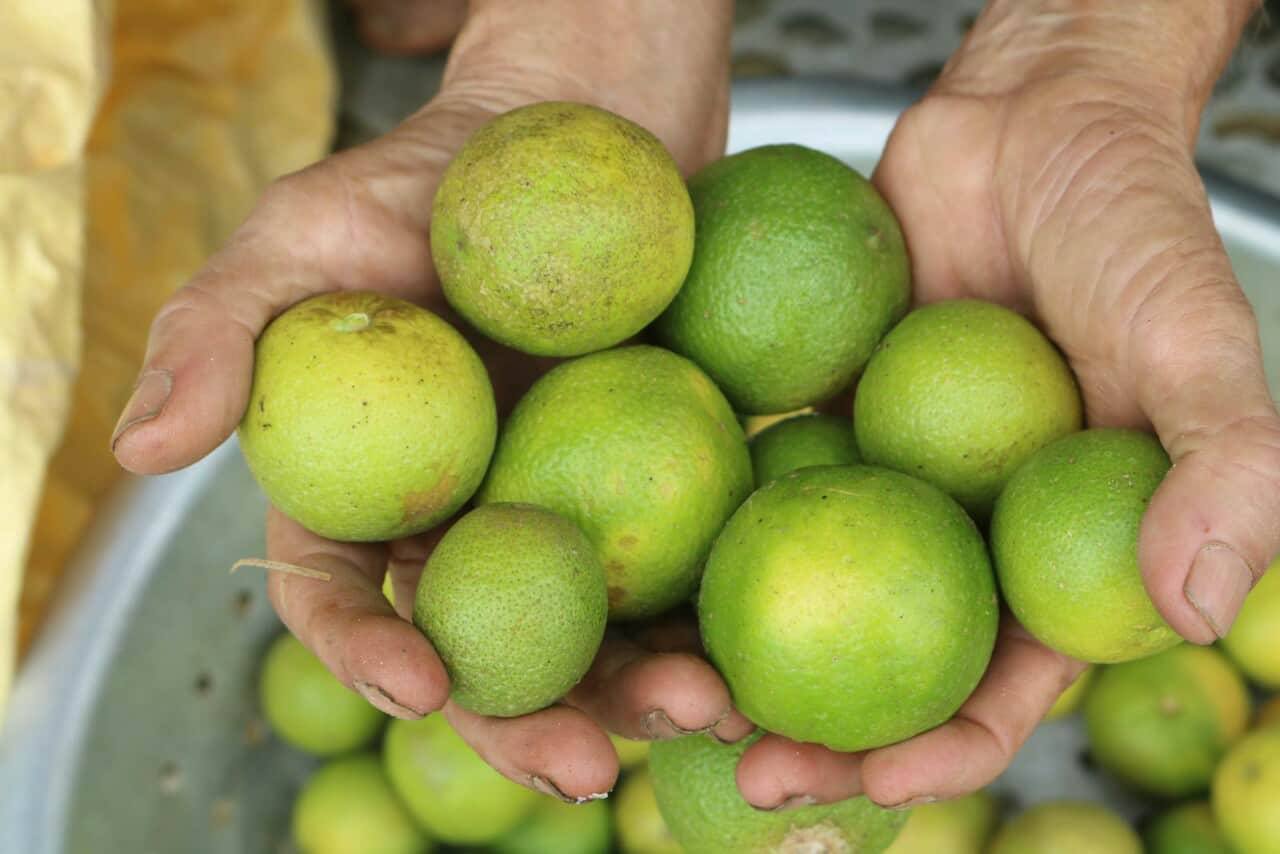 Nghệ An: Giá chanh rớt thê thảm, 100.000 đồng mua được cả tạ chanh - 4