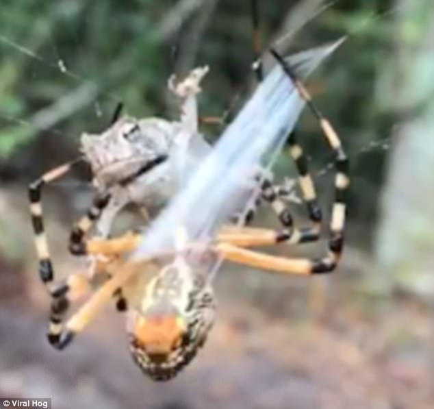 Cóc bất lực bị nhện bắt trói nghiến khắp người bằng tơ - 1