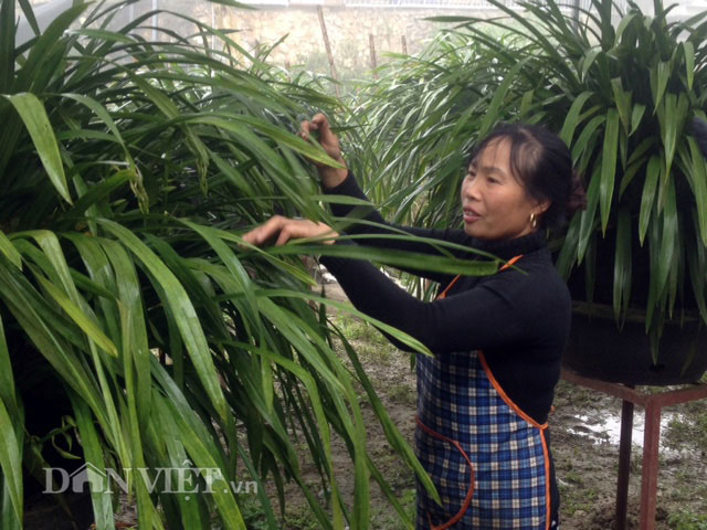 Khổ công trồng hoa &#34;giấc mộng vua Trần”, chỉ lãi hơn 200 triệu/năm - 4