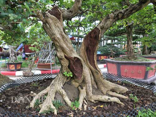 Nguyệt quế song thân được &#34;hét&#34; giá hàng chục cây vàng, đẹp cỡ nào? - 2
