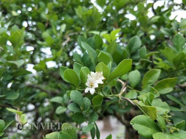Nguyệt quế song thân được &#34;hét&#34; giá hàng chục cây vàng, đẹp cỡ nào? - 4