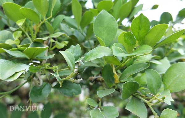 Nguyệt quế song thân được &#34;hét&#34; giá hàng chục cây vàng, đẹp cỡ nào? - 5