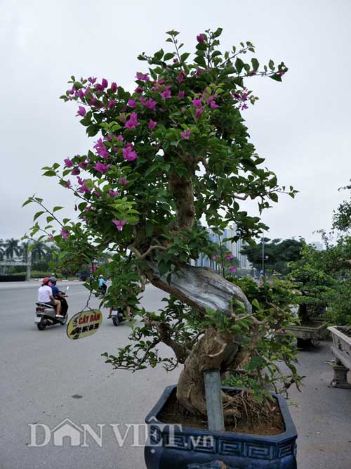 Nguyệt quế song thân được &#34;hét&#34; giá hàng chục cây vàng, đẹp cỡ nào? - 6