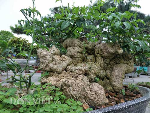 Nguyệt quế song thân được &#34;hét&#34; giá hàng chục cây vàng, đẹp cỡ nào? - 7
