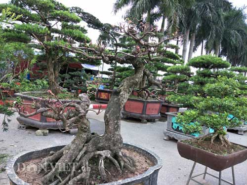 Nguyệt quế song thân được &#34;hét&#34; giá hàng chục cây vàng, đẹp cỡ nào? - 8