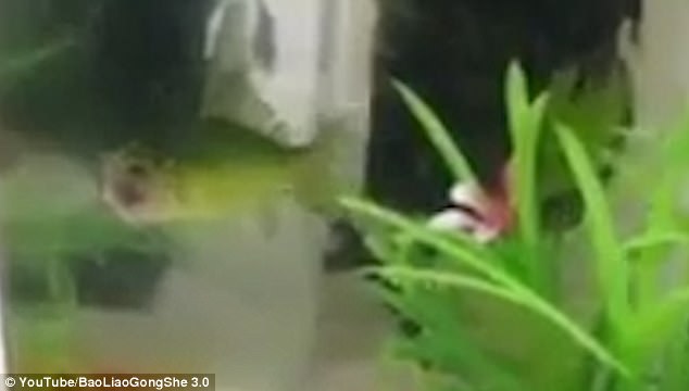 Video: Cá vàng không đầu vẫn bơi lội tung tăng suốt 3 ngày - 1