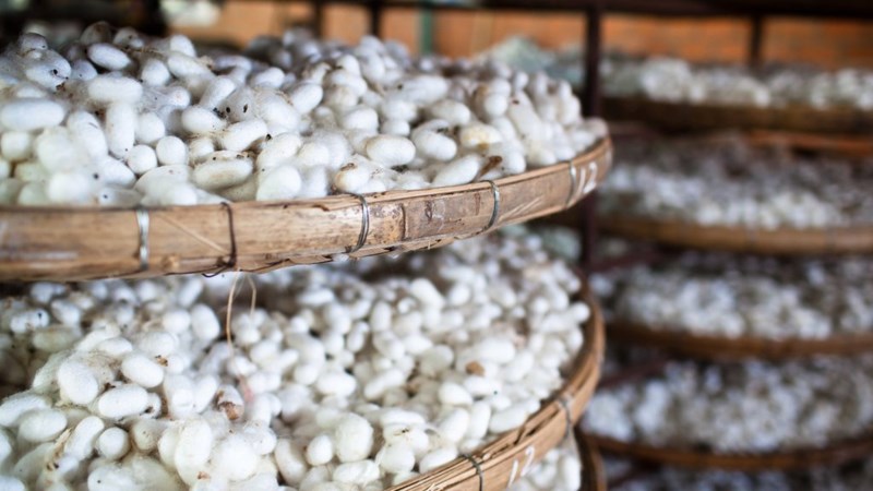 1 con tằm chịu sự quản lý của hai 2 bộ - 2