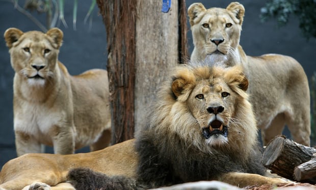 3 sư tử châu Phi gặp 12 kẻ bắt cóc cô gái, diễn biến kinh ngạc - 1
