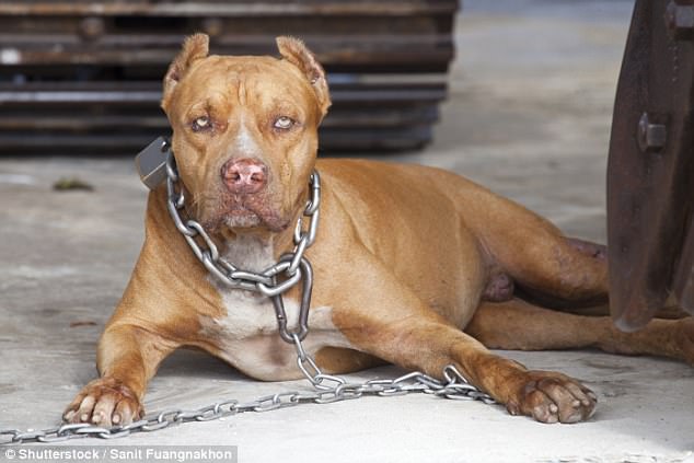 Úc: Nuôi chó pit bull, bỗng một ngày bị chó cắn đến chết - 1